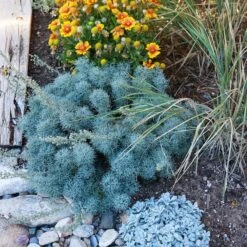 Seafoam Artemisia 9 Seafoam Artemisia -High Country Gardens artemisia seafom nm