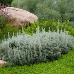 Drought Resistant Groundcover Collection 11 Drought Resistant Groundcover Collection -High Country Gardens artemisia versicolor sea foam david winger plant select