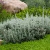 Seafoam Artemisia -High Country Gardens artemisia versicolor sea foam david.winger plant select cropped