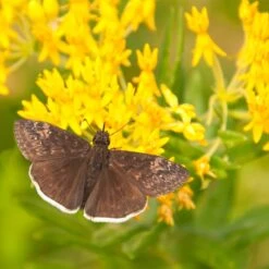 Hello Yellow Butterfly Weed 9 Hello Yellow Butterfly Weed -High Country Gardens asclepias hello yellow milkweed blooms