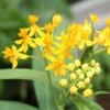 Hello Yellow Butterfly Weed 2 Hello Yellow Butterfly Weed -High Country Gardens asclepias hello yellow milkweed