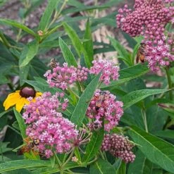 Rose Swamp Milkweed -High Country Gardens asclepias incarnata 2