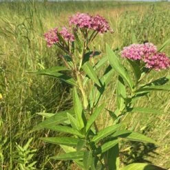 Rose Swamp Milkweed -High Country Gardens asclepias incarnata 3