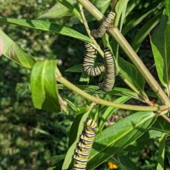 Rose Swamp Milkweed -High Country Gardens asclepias incarnata 4