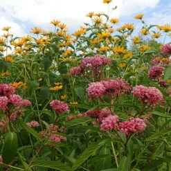 Rose Swamp Milkweed -High Country Gardens asclepias incarnata 5