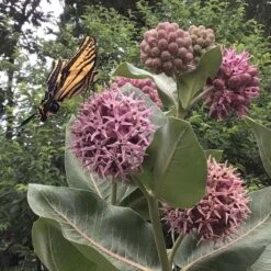 Showy Pink Milkweed 9 Showy Pink Milkweed -High Country Gardens asclepias speciosa 2 cust photo