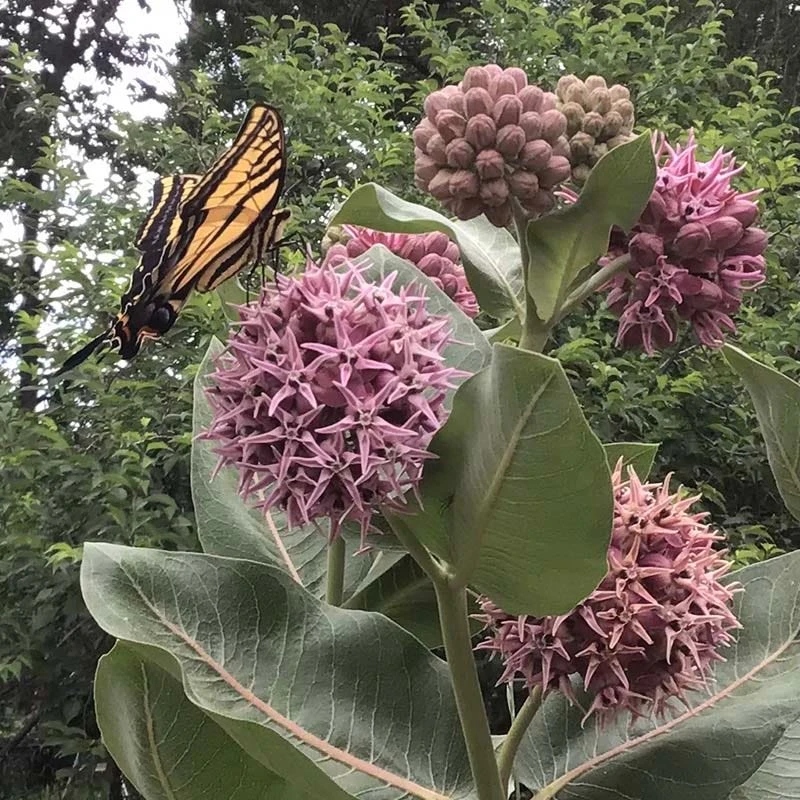 Showy Pink Milkweed 5 Showy Pink Milkweed - Image 3