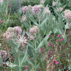 Davis Showy Milkweed 6 Davis Showy Milkweed -High Country Gardens asclepias speciosa daviswwg