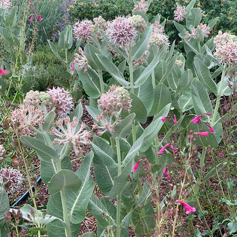 Davis Showy Milkweed 4 Davis Showy Milkweed - Image 2