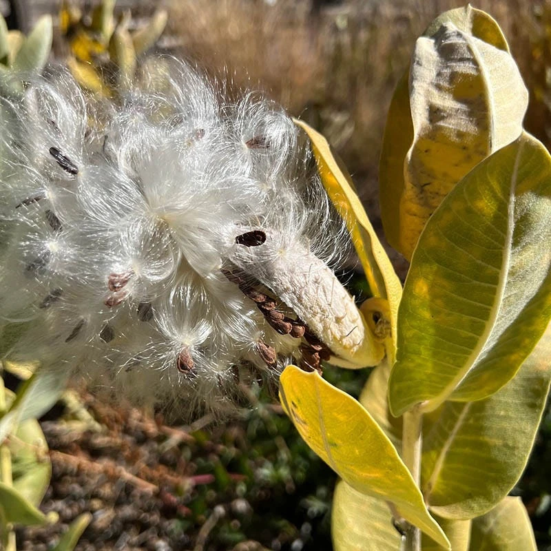 Davis Showy Milkweed 5 Davis Showy Milkweed - Image 3