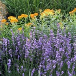 Sharon Roberts English Lavender 13 Sharon Roberts English Lavender -High Country Gardens asclepias western gold mix lavandula angust sharon roberts 1