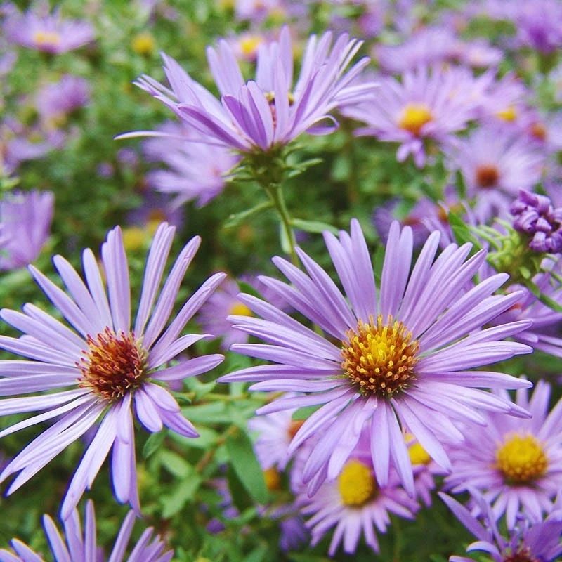 Raydon's Favorite Aromatic Aster 3 Raydon's Favorite Aromatic Aster