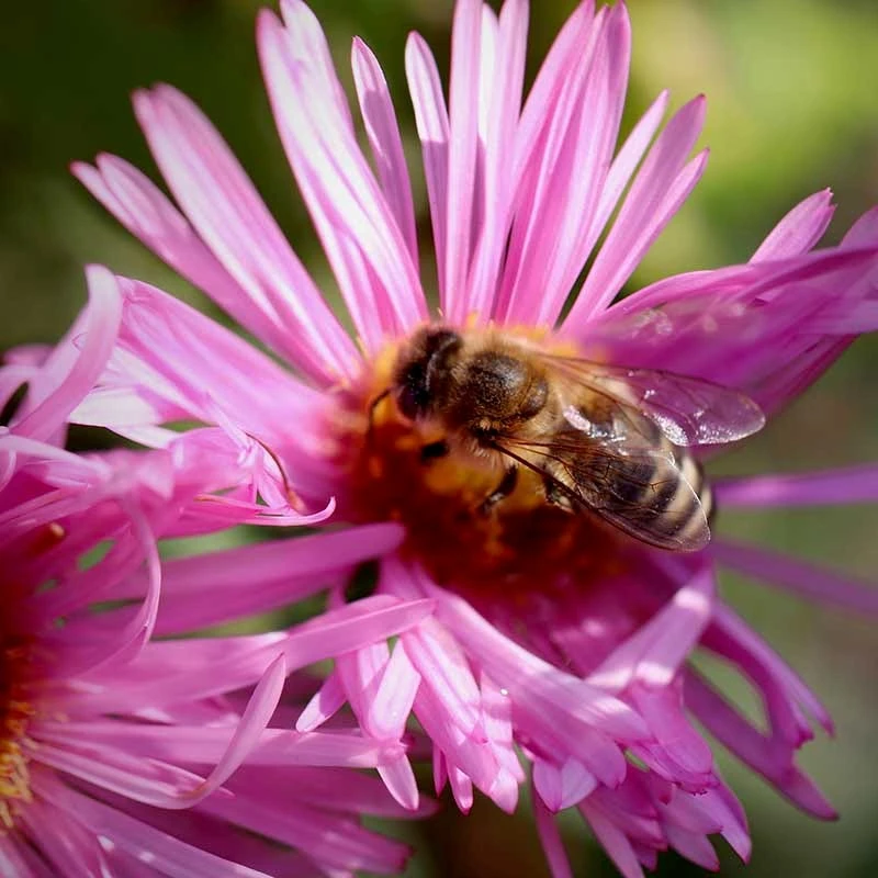 Honeysong Pink New England Aster 5 Honeysong Pink New England Aster - Image 3