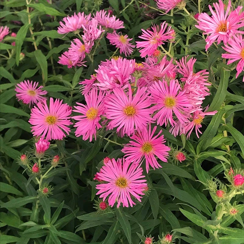 Honeysong Pink New England Aster 6 Honeysong Pink New England Aster - Image 4
