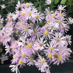 Superstar Aster Collection -High Country Gardens aster oblongifolius dream of beauty close up cropped 1