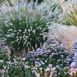 Dream Of Beauty Aromatic Aster -High Country Gardens aster oblongifolius dream of beauty garden2