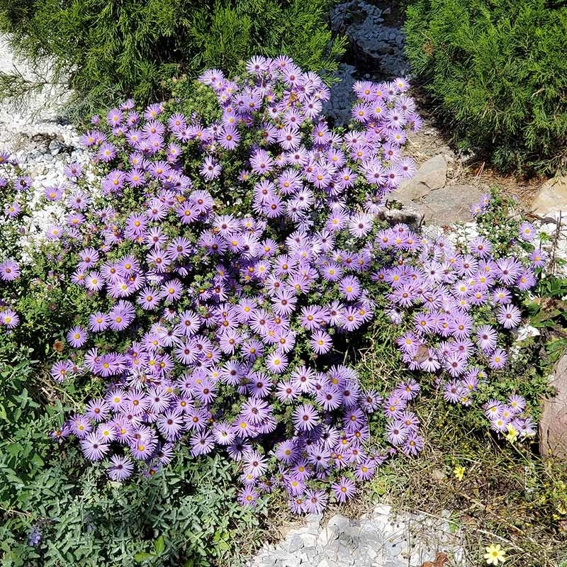 Raydon's Favorite Aromatic Aster 4 Raydon's Favorite Aromatic Aster - Image 2