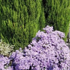 Raydon's Favorite Aromatic Aster 9 Raydon's Favorite Aromatic Aster -High Country Gardens aster oblongifolius raydons favorite pr2