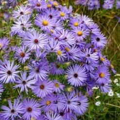 Raydon's Favorite Aromatic Aster 8 Raydon's Favorite Aromatic Aster -High Country Gardens aster oblongifolius raydons favorite 1