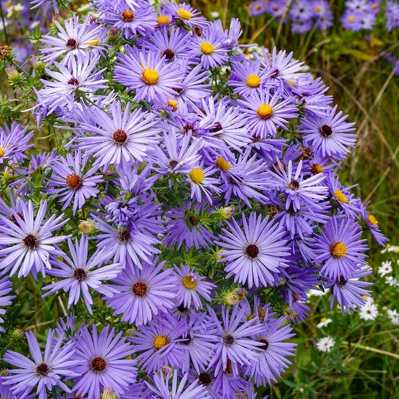 Raydon's Favorite Aromatic Aster 5 Raydon's Favorite Aromatic Aster - Image 3