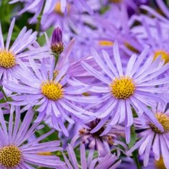 Monch Frikart's Aster 8 Monch Frikart's Aster -High Country Gardens aster x frikartii m nch flower close up