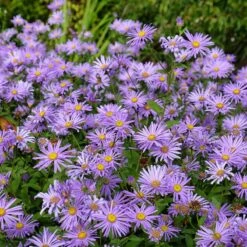 Monch Frikart's Aster 9 Monch Frikart's Aster -High Country Gardens aster x frikartii m nch flowers garden