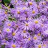 Monch Frikart's Aster 2 Monch Frikart's Aster -High Country Gardens aster x frikartii m nch garden