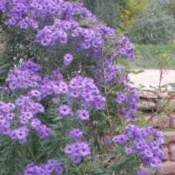 Professor Kippenberg New York Aster -High Country Gardens aster novi belgii professor kippenberg web