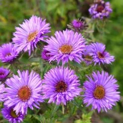 Summer Dreams Pre-Planned Garden -High Country Gardens aster purple dome close up cropped 1