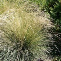 Atlas Fescue Grass 8 Atlas Fescue Grass -High Country Gardens atlas fescue 3