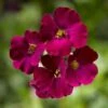 Axcent™ Burgundy Aubrieta 1 Axcent™ Burgundy Aubrieta -High Country Gardens aubrieta axcent burgundy 1