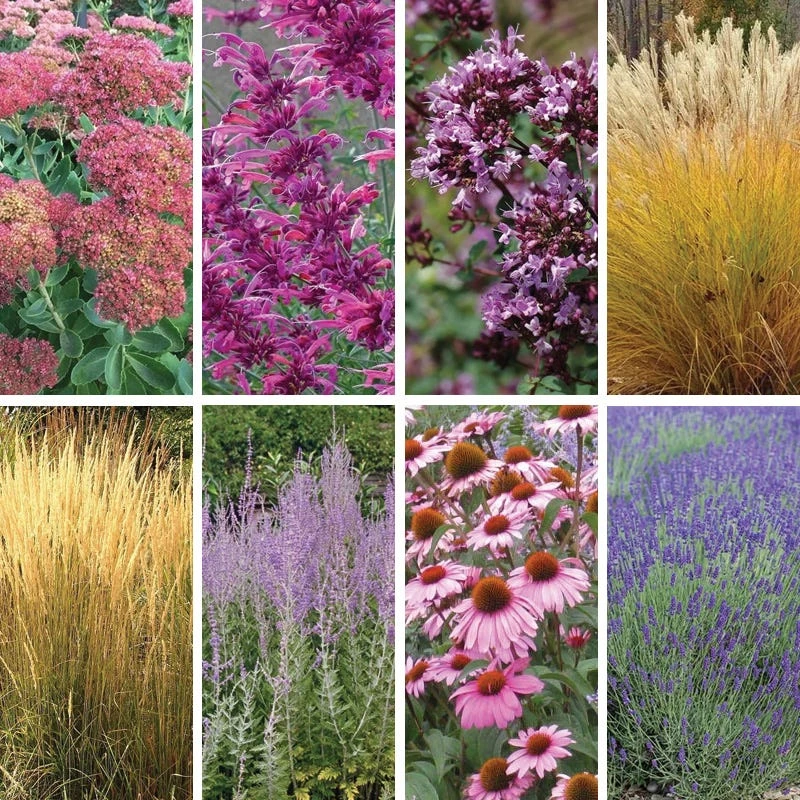 August Afternoons Pre-Planned Garden 14 August Afternoons Pre-Planned Garden - Image 12