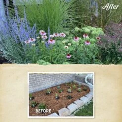 August Afternoons Pre-Planned Garden 21 August Afternoons Pre-Planned Garden -High Country Gardens august afternoons before after