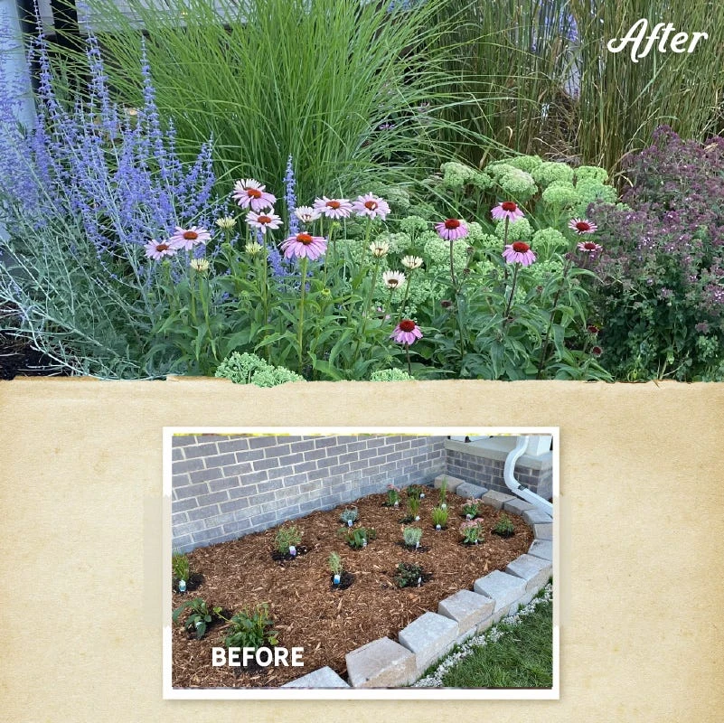 August Afternoons Pre-Planned Garden 9 August Afternoons Pre-Planned Garden - Image 7