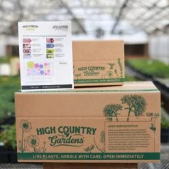 August Afternoons Pre-Planned Garden 20 August Afternoons Pre-Planned Garden -High Country Gardens august ppg ship