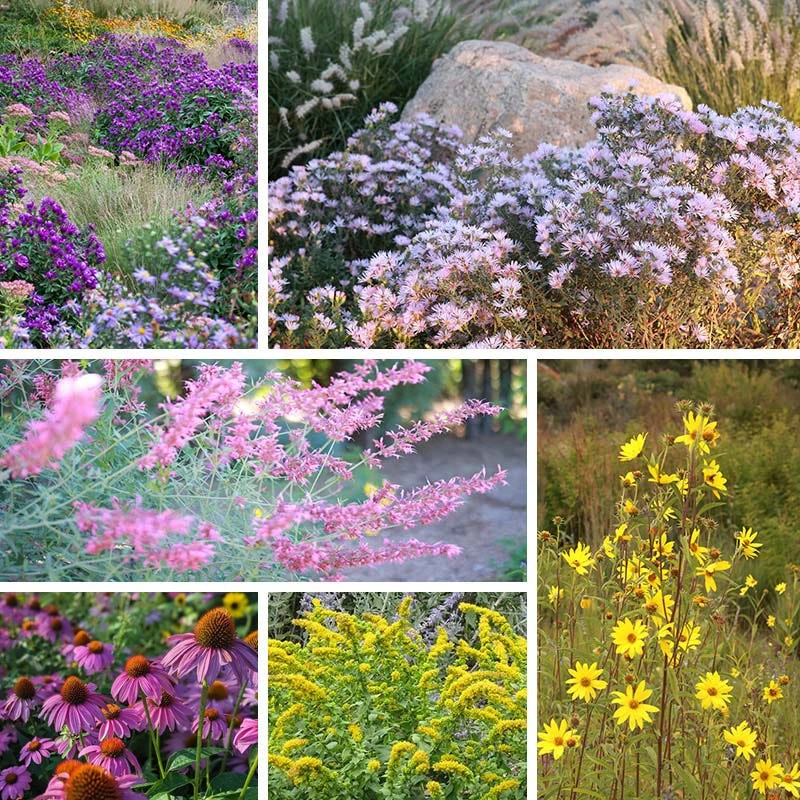 Autumn Magic Pollinator Collection 8 Autumn Magic Pollinator Collection - Image 6