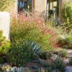Furman's Red Texas Salvia -High Country Gardens ava salman nm 6999.sq
