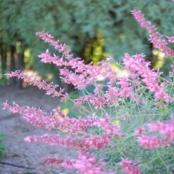 August Afternoons Pre-Planned Garden 23 August Afternoons Pre-Planned Garden -High Country Gardens ava agastache sq