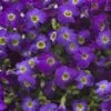 Axcent™ Deep Purple Aubrieta -High Country Gardens axcent deep purple rock cress 1