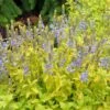 Aztec Gold Veronica 1 Aztec Gold Veronica -High Country Gardens aztec gold veronica 1 2