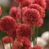 Ballerina Red Armeria 1 Ballerina Red Armeria -High Country Gardens ballerina red armeria 1