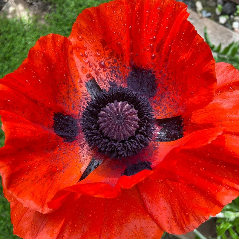 Beauty Of Livermere Oriental Poppy 4 Beauty Of Livermere Oriental Poppy - Image 2