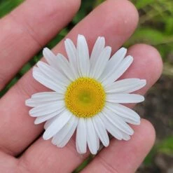 Becky Shasta Daisy 7 Becky Shasta Daisy -High Country Gardens becky shasta daisy 2