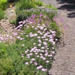 Bellina Pink Cornflower 7 Bellina Pink Cornflower -High Country Gardens bella pink cornflower credit plant select 2