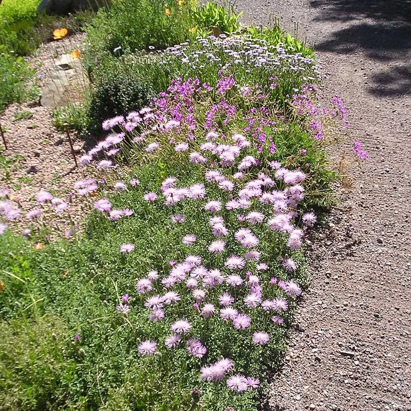 Bellina Pink Cornflower 5 Bellina Pink Cornflower - Image 3