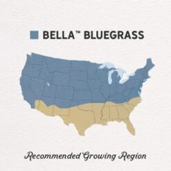 Bella™ Bluegrass Grass Plugs -High Country Gardens bella bluegrass gph regions