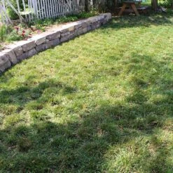 Bella™ Bluegrass Grass Plugs -High Country Gardens bella bluegrass sq