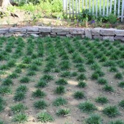 Bella™ Bluegrass Grass Plugs -High Country Gardens bella bluegrass sq1