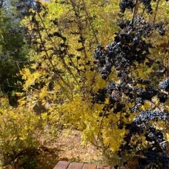 Berry Girl New Mexico Privet 13 Berry Girl New Mexico Privet -High Country Gardens berry girl nm privet