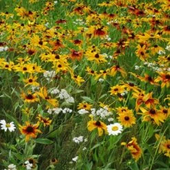 Dry Area Wildflower Seed Mix 10 Dry Area Wildflower Seed Mix -High Country Gardens black eyed susan gloriosa daisy yarrow